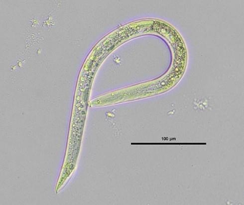 plant-eating-nematodes-and-the-key-to-fighting-them